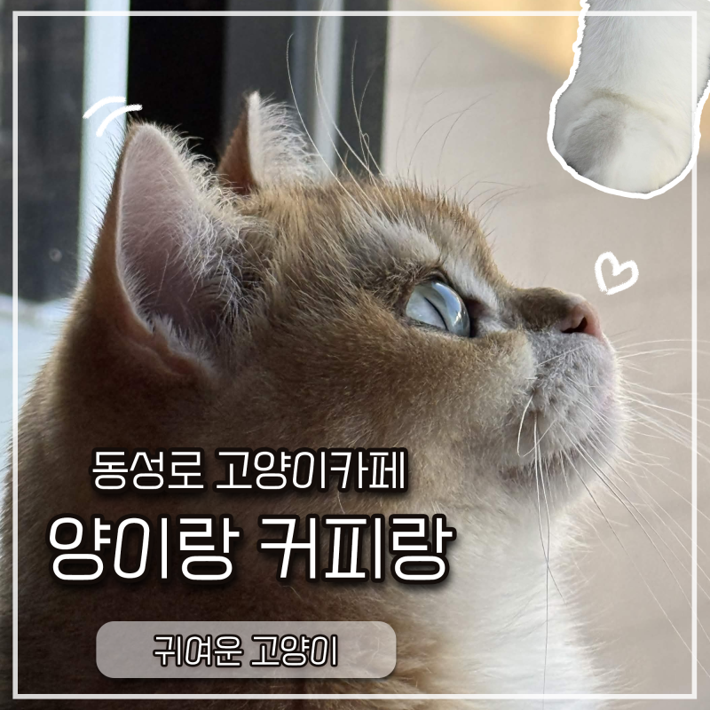 대구 고양이카페 " 양이랑 커피랑 "