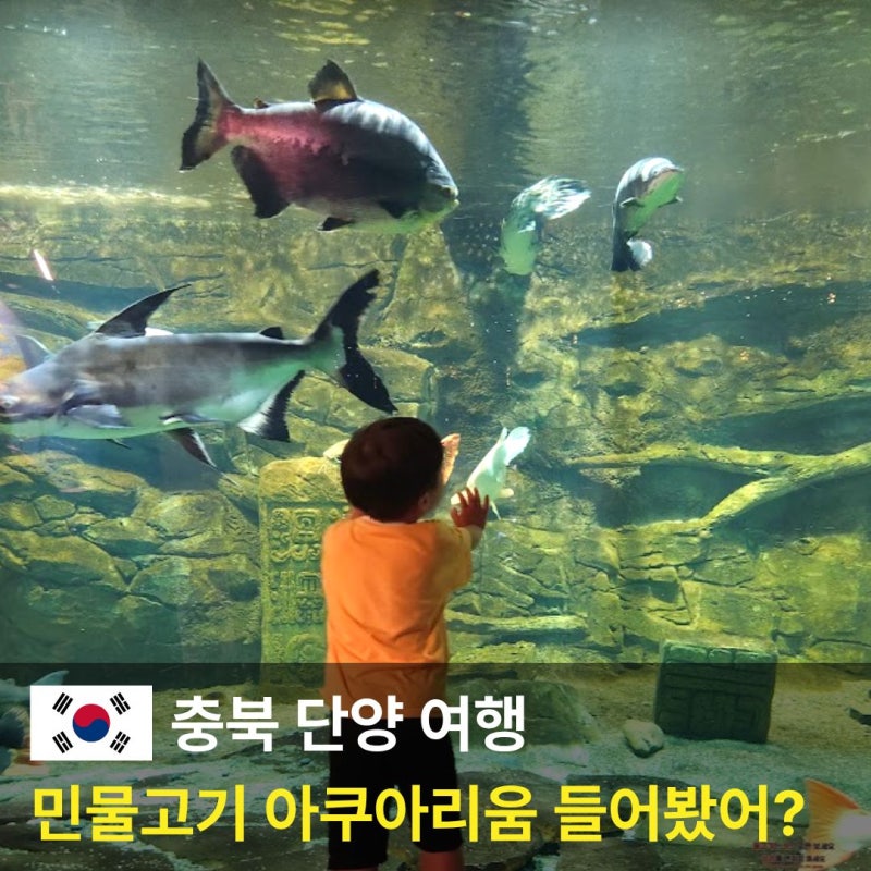 多努里水族館，忠清北道丹陽 適合親子同樂的室內景點