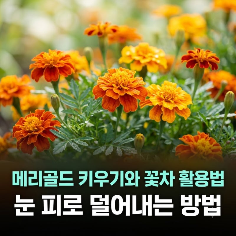 메리골드 키우기와 꽃차 활용법 눈 피로 덜어내는 방법