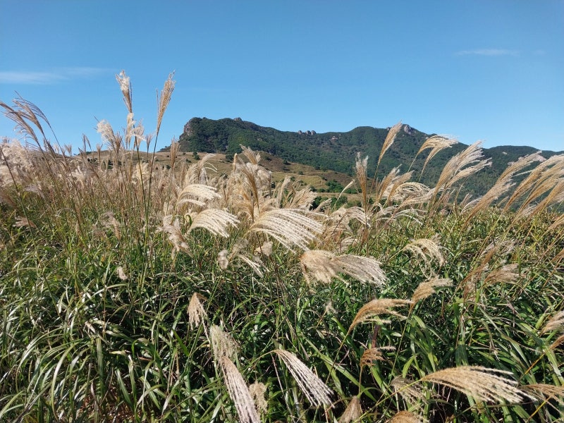 합천,황매산 억새&목수국
