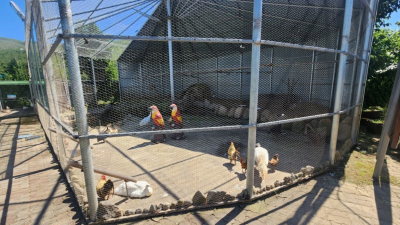 강릉 가볼만한곳 아이와 함께 놀거리 찾는다면 쌍둥이동물농장