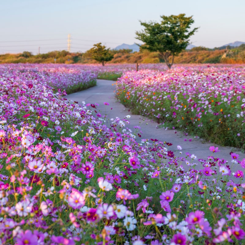Autumn Flower Trip Near Daejeon: A Sentimental Journey to Topjeong Reservoir with Cosmos Flowers in Full Bloom in Nonsan