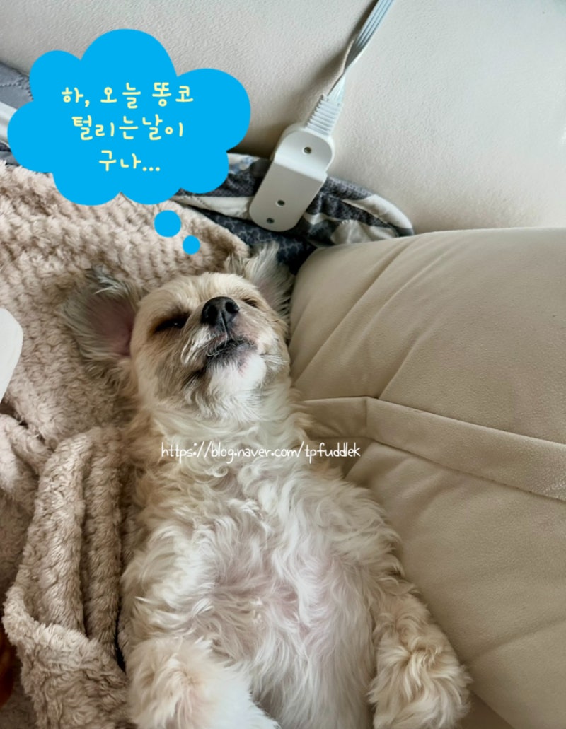 강아지 항문낭 짜는 법과 관리 주기, 똥꼬스키 타는 이유와 염증 예방법