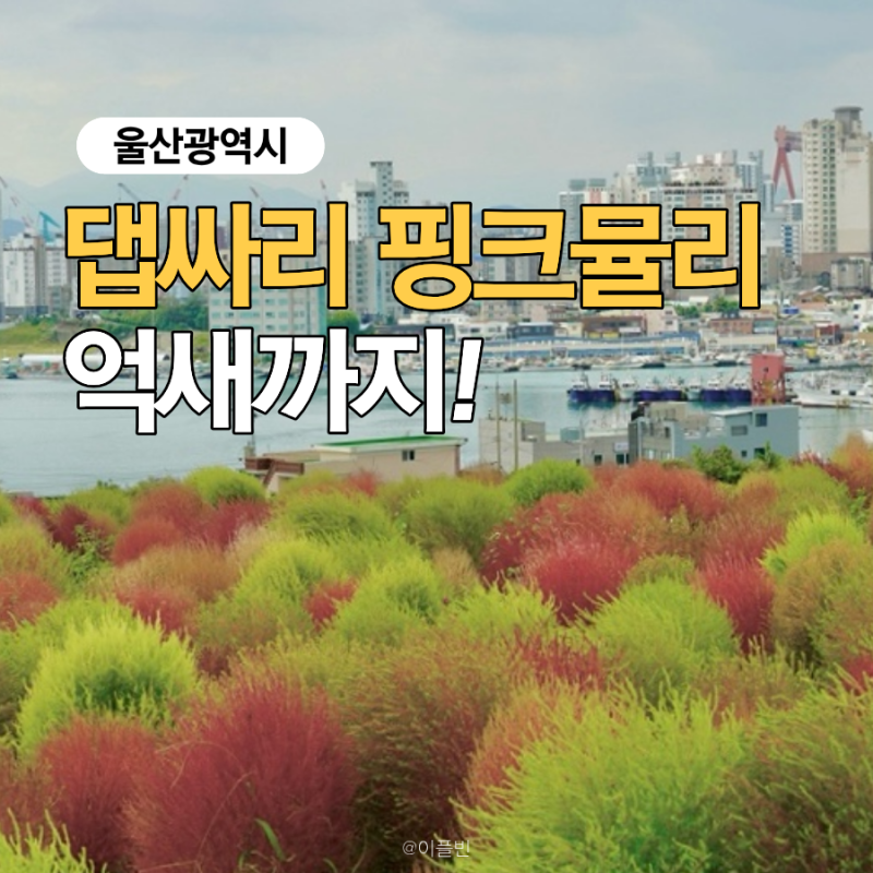 From Kochia to Pink Muhly and Pampas Grass: 3 Autumn Places to Visit in Ulsan in October