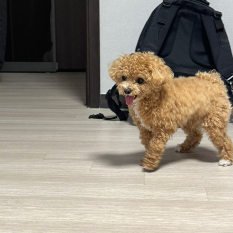 강아지 입냄새 원인, 양치만 하면 괜찮을까?
