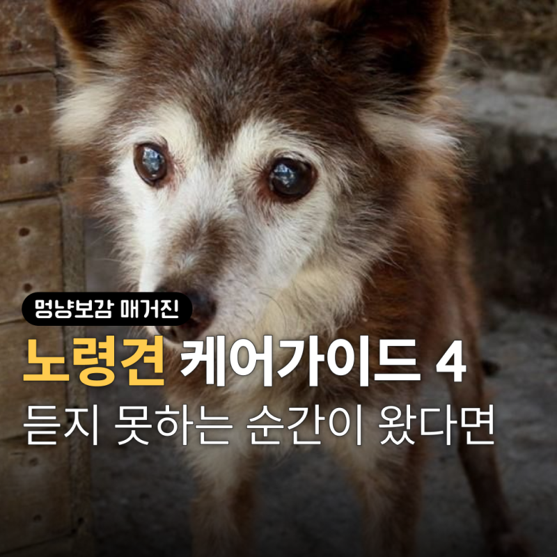 이름을 불러도 안 돌아보는 노견, 못 들었을지도 모르는 아이에게