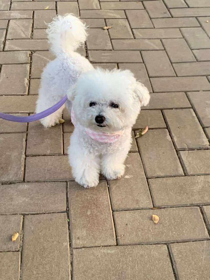 강아지 똥색깔 검은색 노란색 초록색똥 빨간색똥 혈변 의미