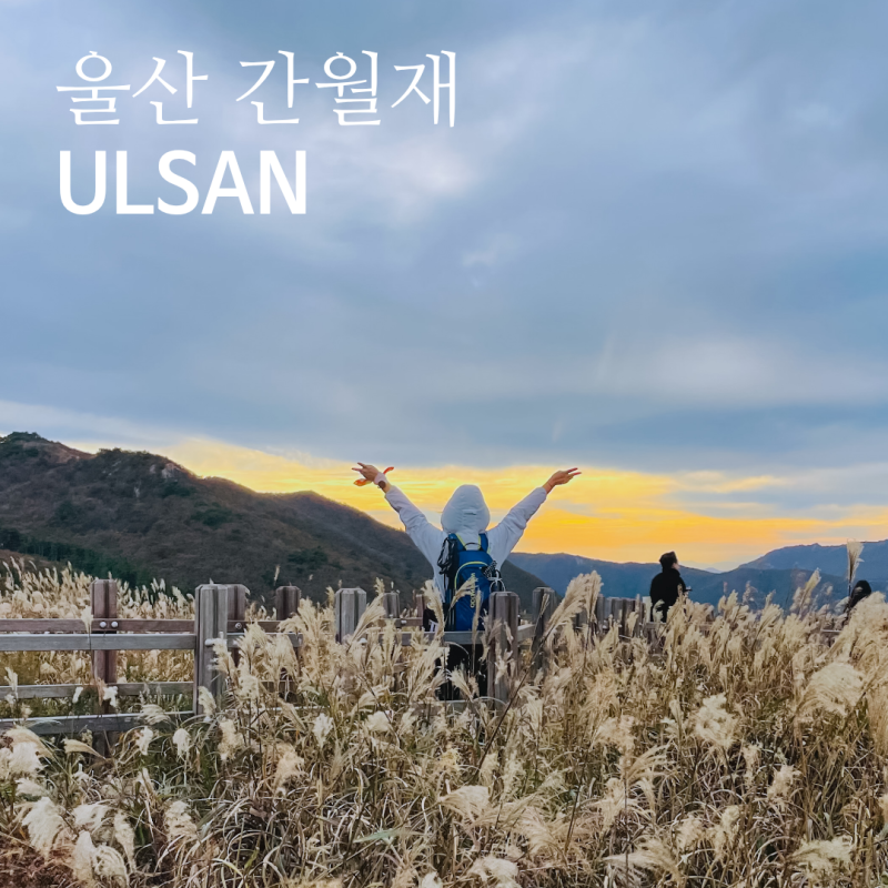 울산 간월재 은빛 억새 보러 가는 길w. 절정시기 등산코스