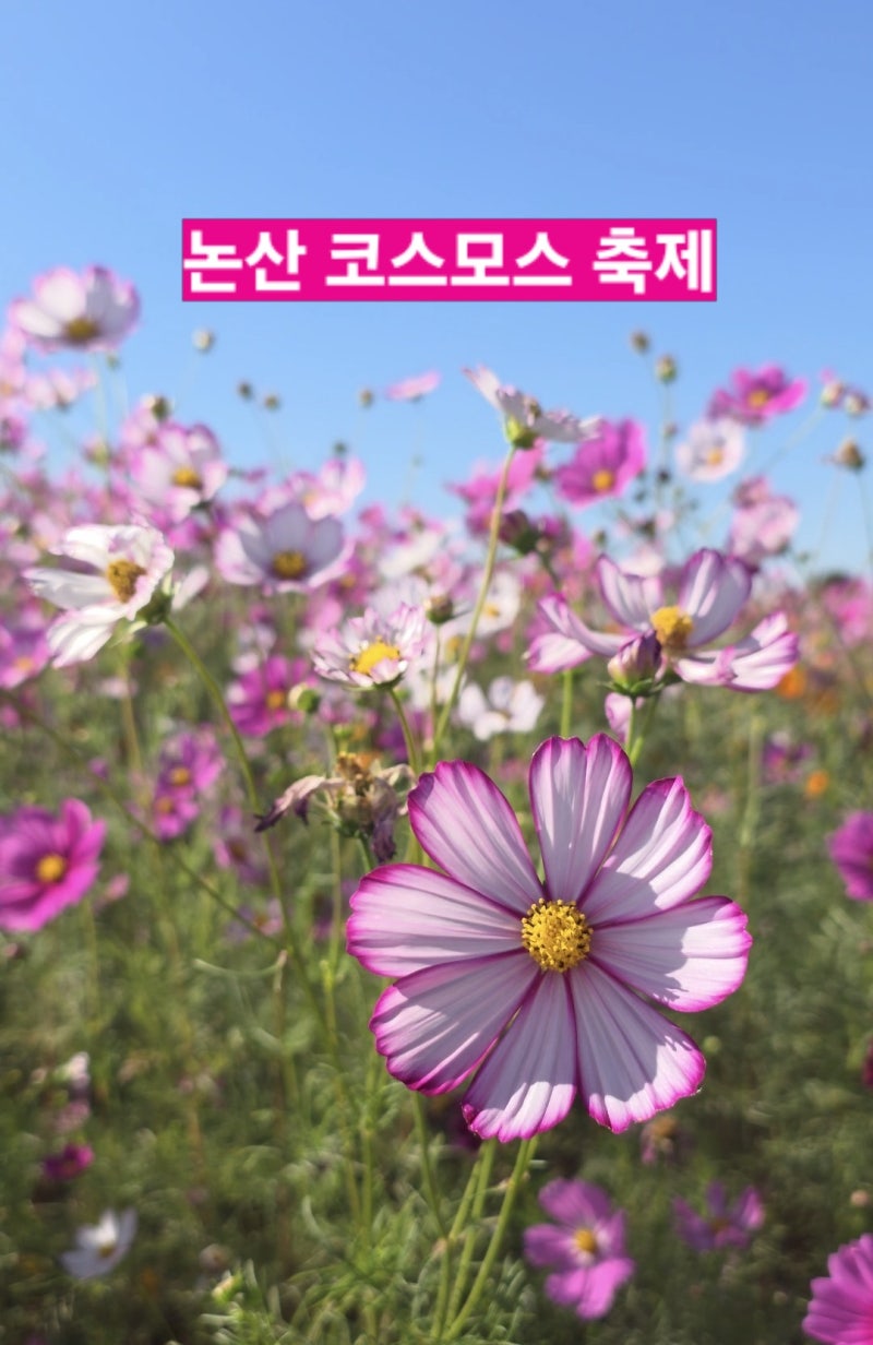 [논산 가볼 만한 곳] 막 찍어도 인생샷 완성! 탑정시민체육공원 코스모스 실시간 개화