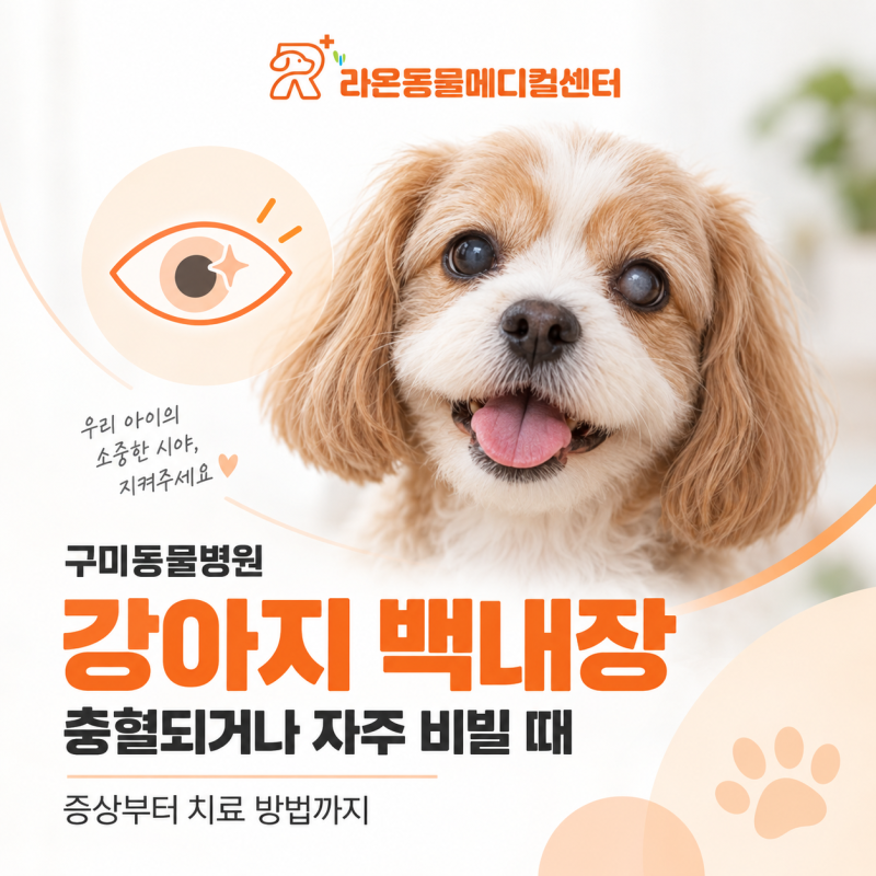 구미동물병원 강아지 백내장, 충혈되거나 자주 비빌 때 증상부터 치료 방법