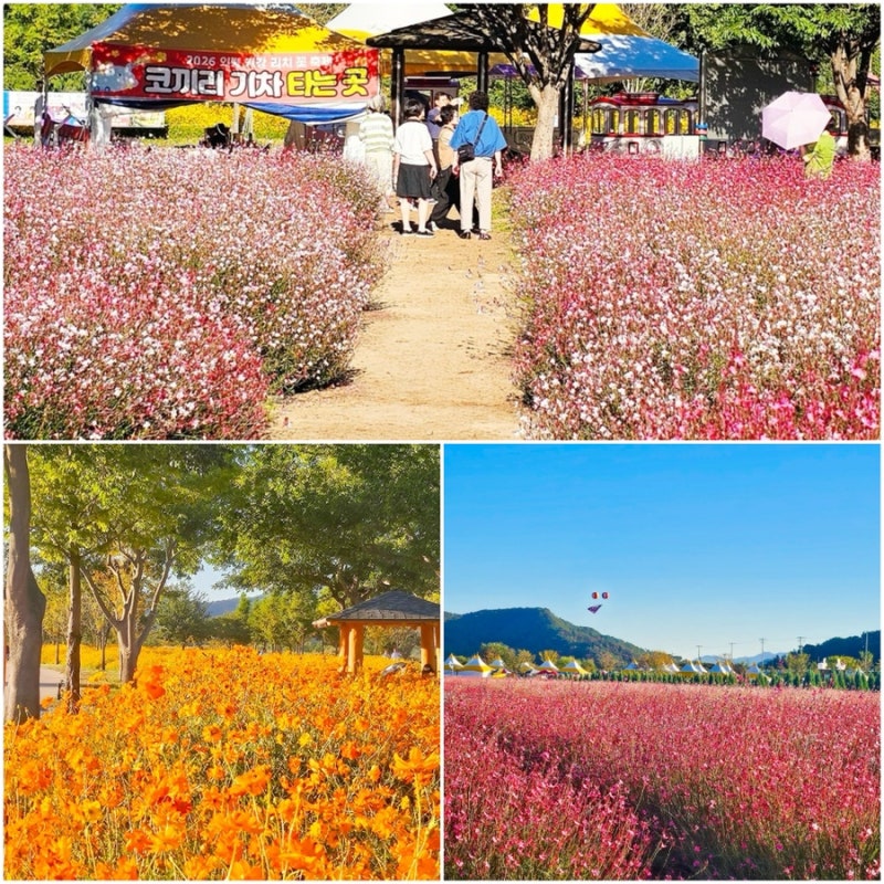 가을 꽃구경 명소 의령 기강리치 꽃축제 댑싸리, 핑크뮬리, 코스모스 후기