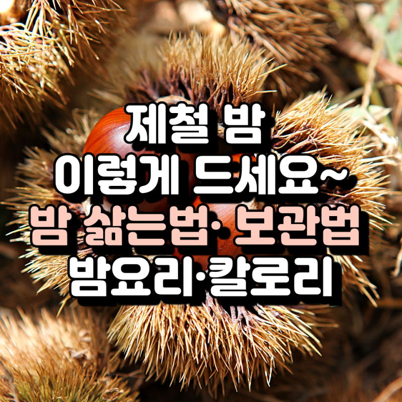 밤 삶는법 껍질 쏙쏙 벗기는 꿀팁부터 밤 효능·칼로리·보관법까지 총정리
