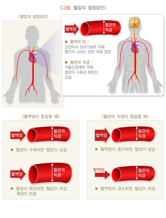 기립성 저혈압 원인과 예방법, 90/60 밑으로 떨어지면 생기는 어지럼증 대처법