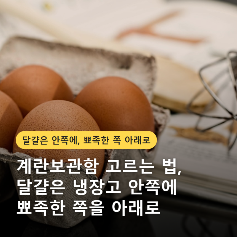 계란보관함 고르는 법, 냉장고 안쪽 보관과 트레이 형태