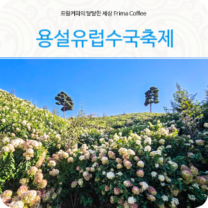 경기도가볼만한곳 안성 용설유럽수국축제