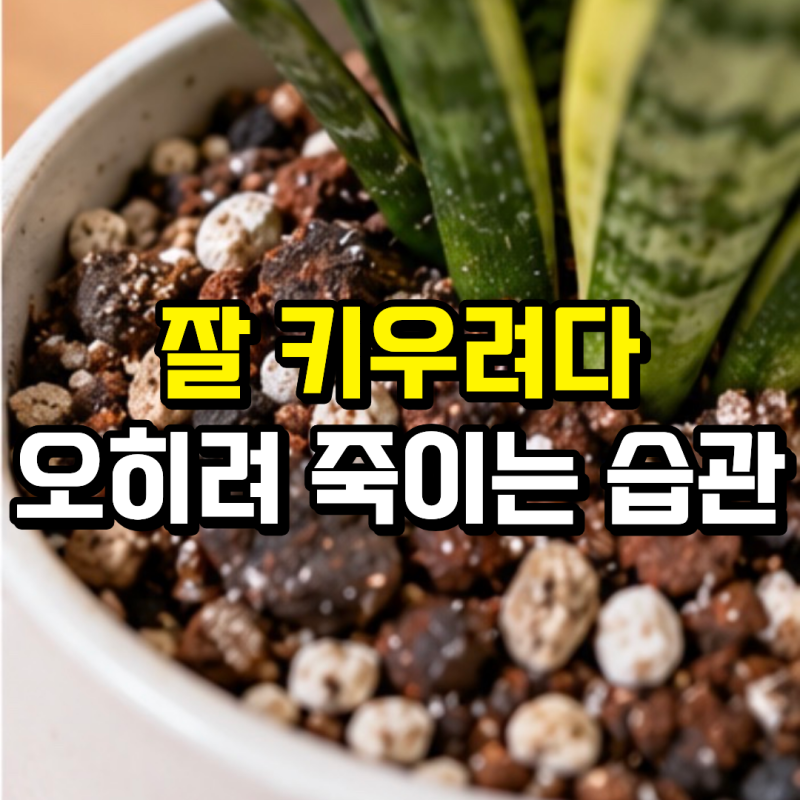 산세베리아 물주기 기간, 몇 주에 한 번? 계절별 물주는 방법