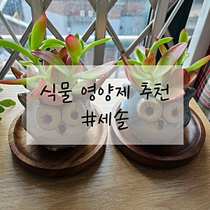 식물영양제 추천[세솔]초보 식집사를 위한 다육이 화초 영양제