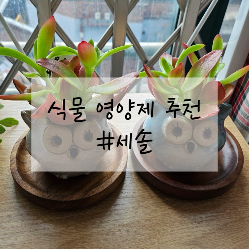 식물영양제 추천[세솔]초보 식집사를 위한 다육이 화초 영양제