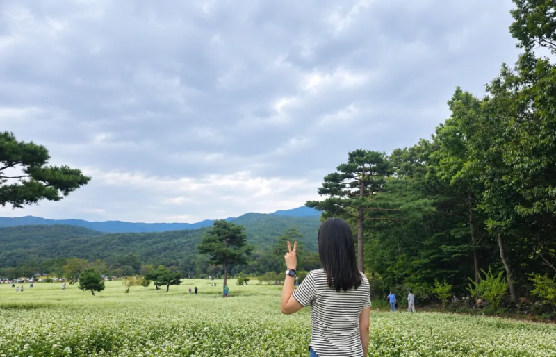 양산 통도사 메밀꽃 보러 떠나는 가을 여행 장밭뜰 메밀밭 주차 및 산책후기