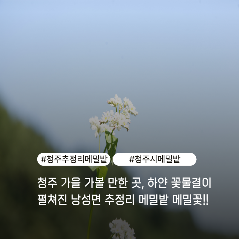 청주 가을 가볼 만한 곳, 하얀 꽃물결이 펼쳐진 낭성면 추정리 메밀밭 메밀꽃 축제!!