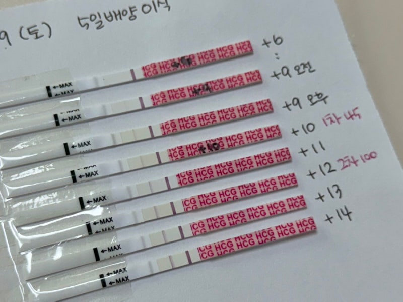 시험관 #6 동결 이식 5일 배양 2차 피검사 수치 더블링 성공 느린임테기