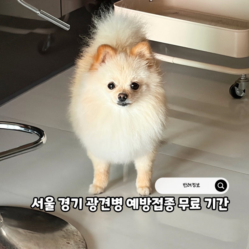 강아지 광견병 주사 필요이유 서울 경기 광견병 예방접종 무료 기간
