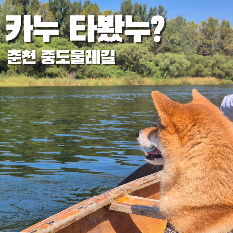 "카누 타봤누?"춘천여행 카누 중도물레길 애견동반 놀거리 데이트코스 추천