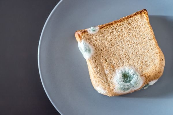식빵 곰팡이, 떼고 먹어도 될까? 통째로 버려야하는 이유