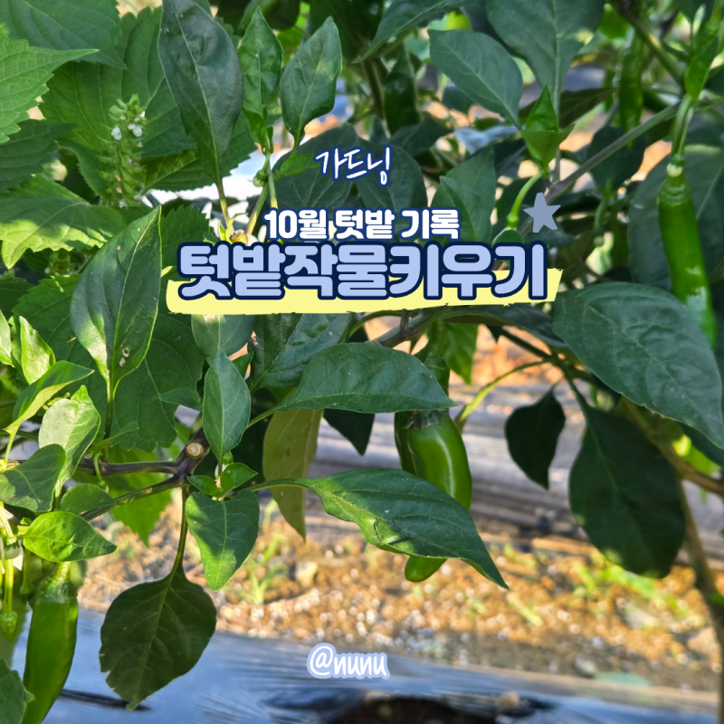 텃밭작물키우기 미니텃밭 고추 배추 양배추 대파 상추 키우기 기록