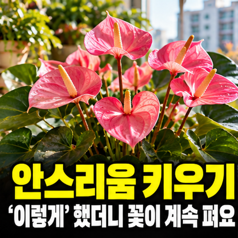안스리움 키우기 6년, ‘이렇게’ 관리했더니 꽃이 계속 올라와요