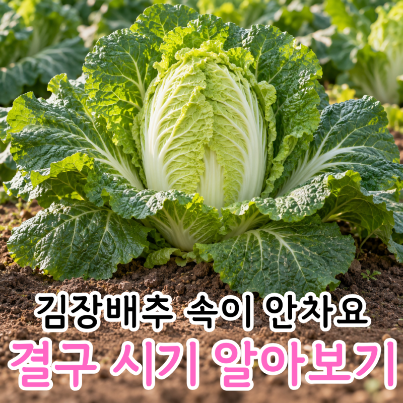 김장배추 결구 시기 언제? 잎만 크고 속이 안 차는 이유