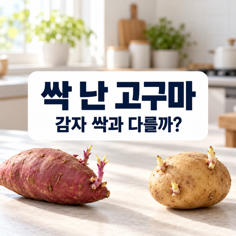 싹 난 고구마, 감자처럼 버려야 할까?