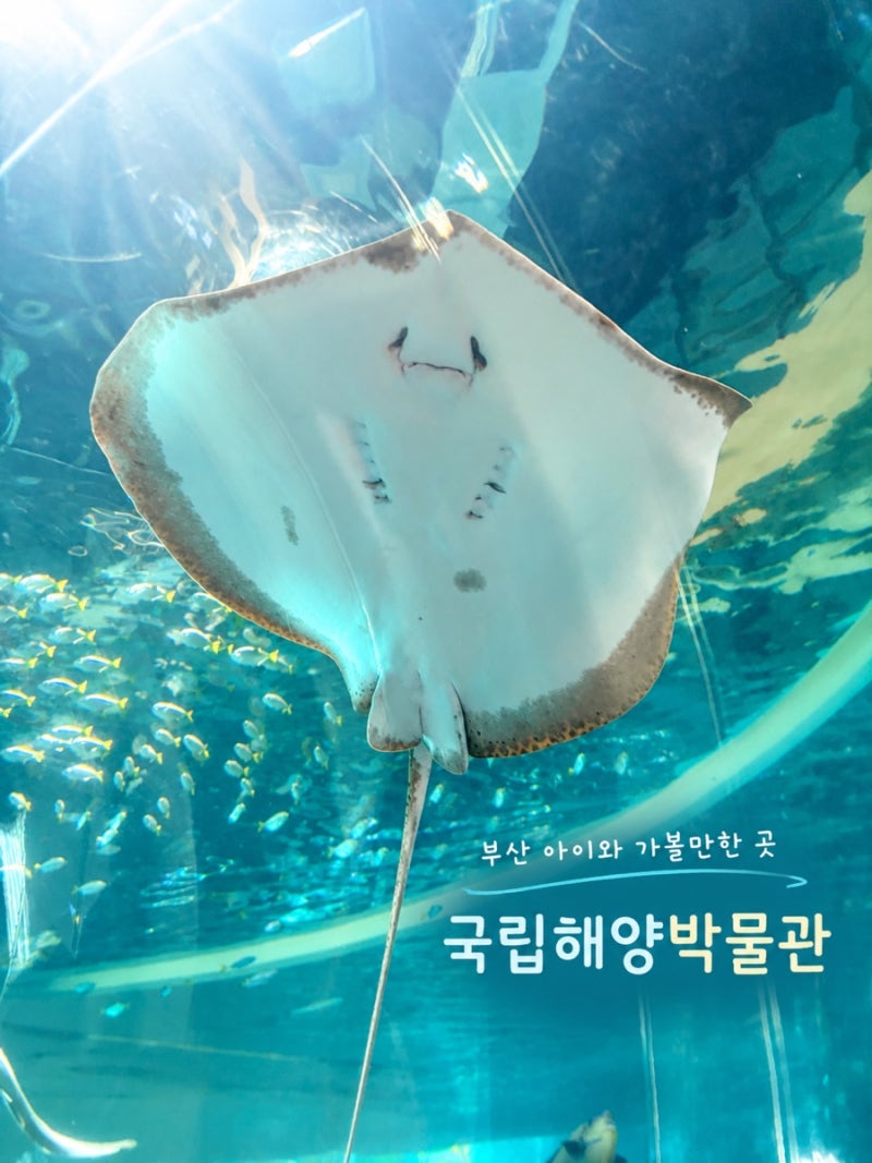 부산 아이와 가볼만한곳 l 국립해양박물관 어린이박물관 예약 및 층별 관람정보
