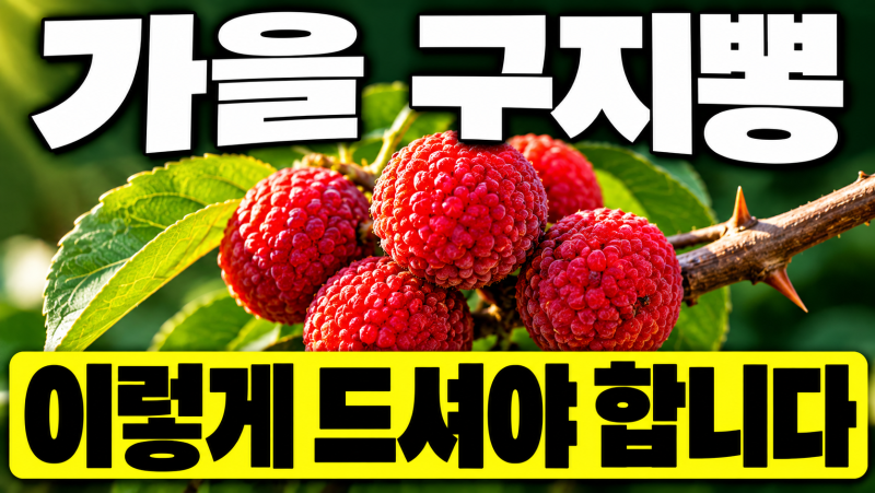 "가을 구지뽕 이렇게 드셔야 합니다" 꾸지뽕효능 5가지 구지뽕열매 먹는법 부작용