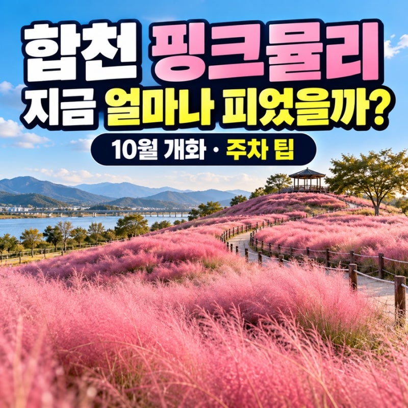 합천 핑크뮬리 어디까지 피었을까?｜신소양체육공원 10월 실시간 개화 상태 & 주차 꿀팁