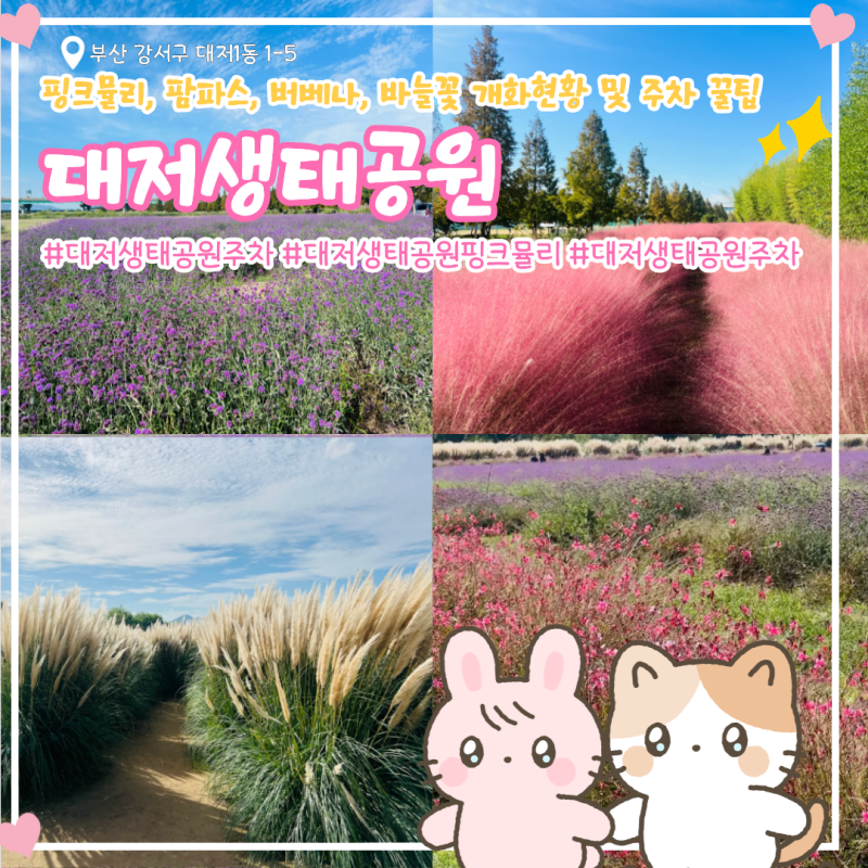 부산 대저생태공원 핑크뮬리 팜파스 버베나 바늘꽃 개화 현황 주차 팁과 솔직후기