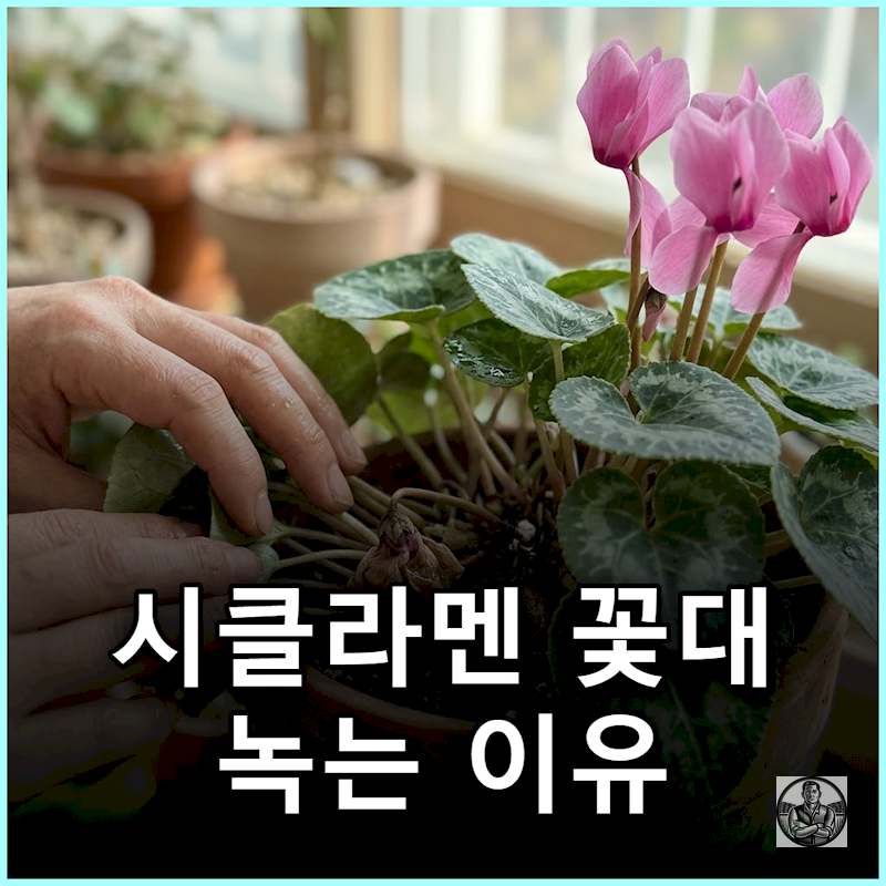 "위에서 들이부었다간" 시클라멘 꽃봉오리 새순 녹아내리는 이유