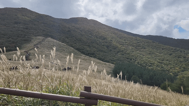 개천절 울산 가볼만한곳｜신불산 간월재 억새와 울주오디세이 음악회