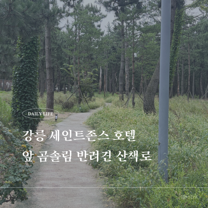 강릉 애완동반 여행 추천 세인트존스 앞 곰솔림 산책로 반려견 놀이터 완벽 가이드