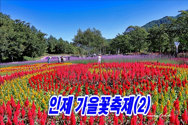 강원도 당일치기 여행지 추천 2026 인제 가을꽃축제 10월 18일까지 연장