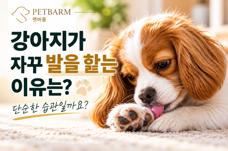 강아지가 자꾸 발을 핥는 이유, 단순한 습관일까요? | 펫바름