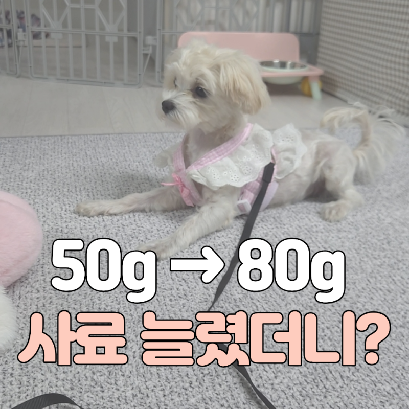 6개월 말티푸 사료량,50g에서 80g으로 늘린 이유