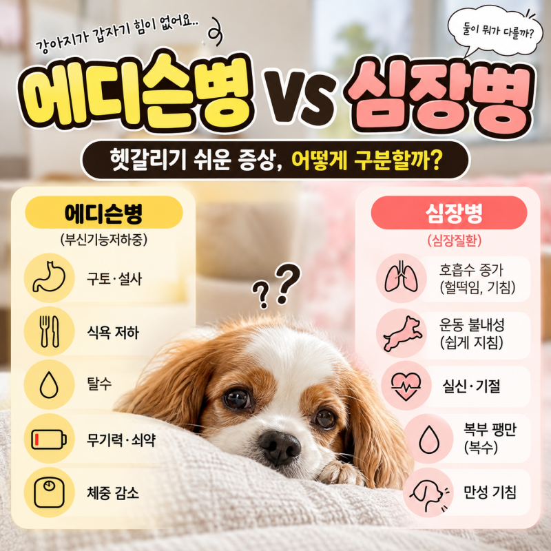 강아지 에디슨병 심장병 어떻게 구분할까? 증상 차이 5가지
