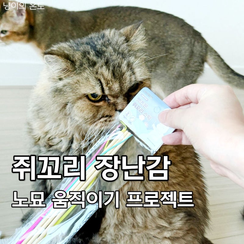 펫츠몬 쥐꼬리 스틱 고양이 장난감 추천, 노묘 움직이기 프로젝트