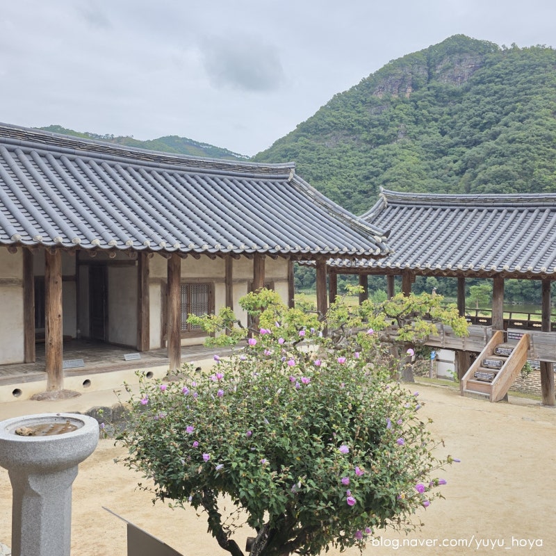 안동 세계유산위원회특별여권 W16.병산서원(스탬프위치/관람시간/380년배롱나무/한국의서원/....