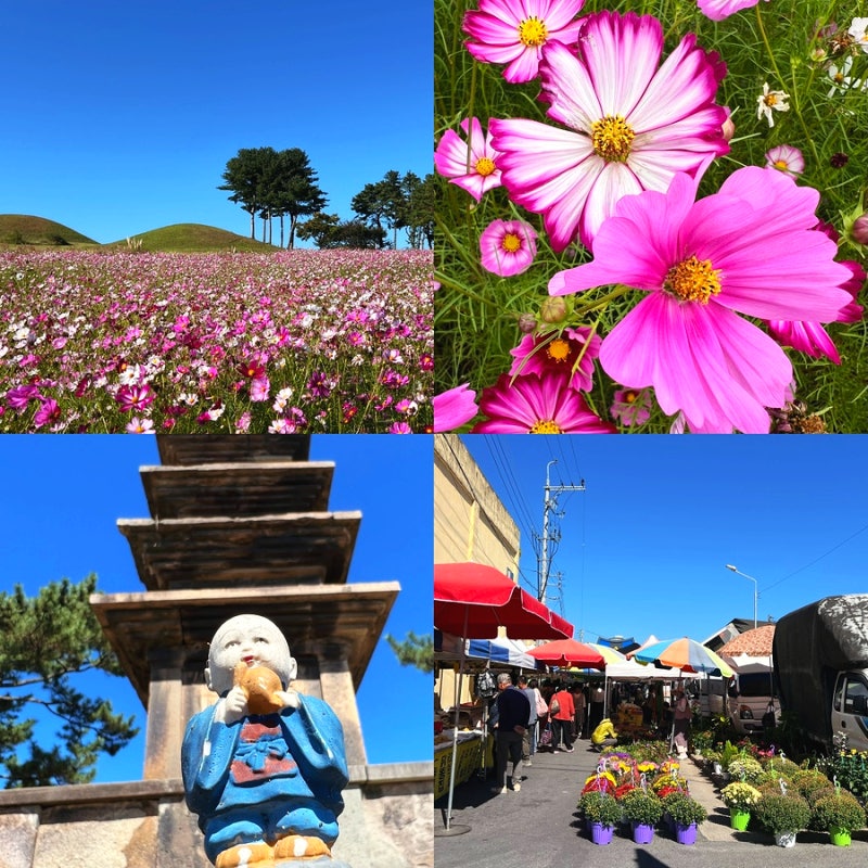 大邱週末近郊旅遊路線 波斯菊名勝趙文國史蹟地 塔里五層石塔 義城五日市集