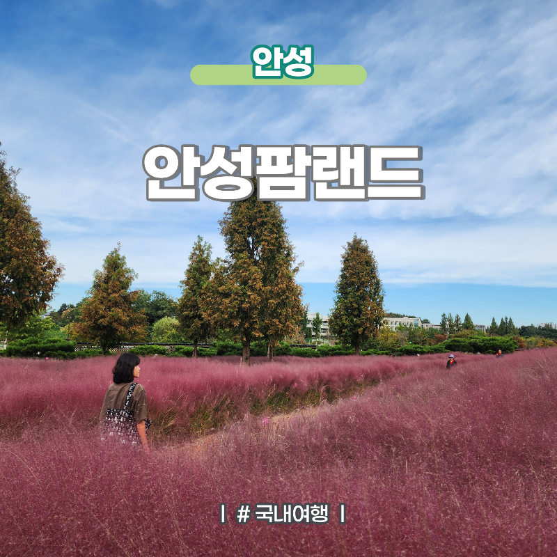 안성갈만한곳 핑크뮬리 명소 안성팜랜드 개화현황 및 동물먹이체험 이용요금 정보