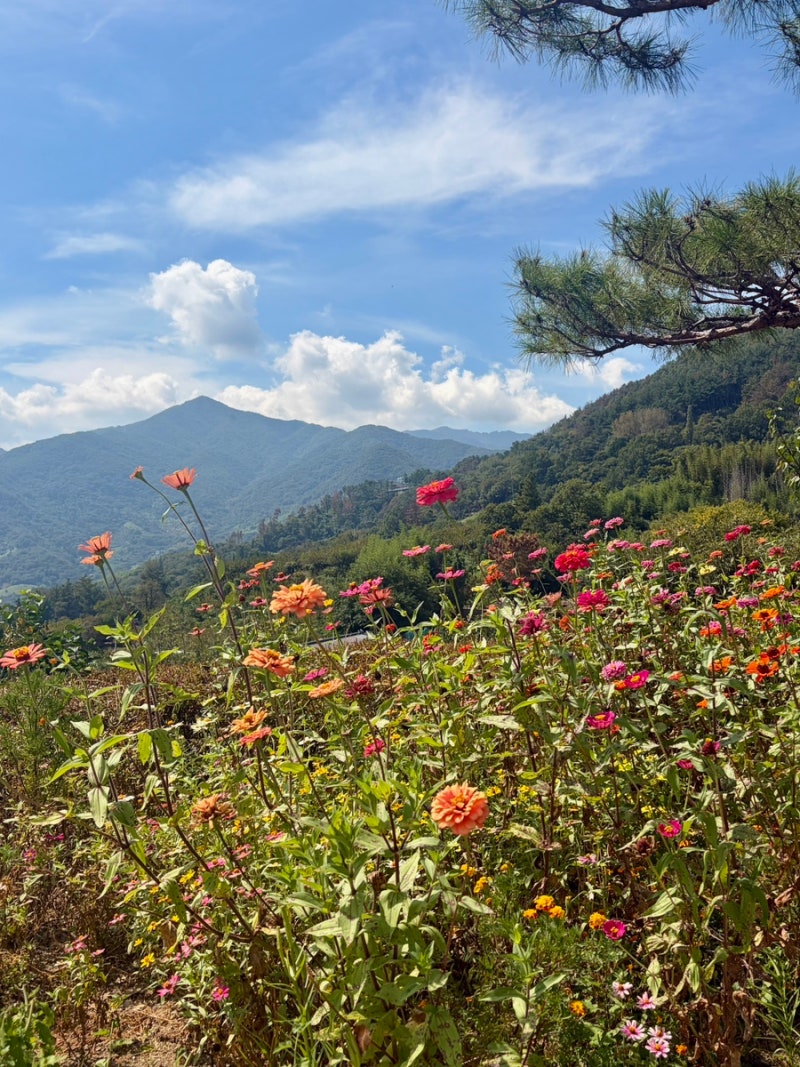 하동 여행코스 최참판댁｜볼거리 가득한 하동 가볼만한곳 후기