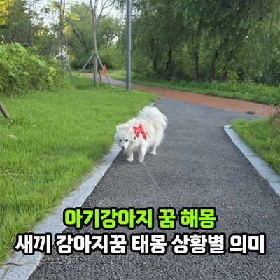 아기강아지 꿈 해몽, 새끼 강아지꿈 태몽은? 상황별 모습별 의미