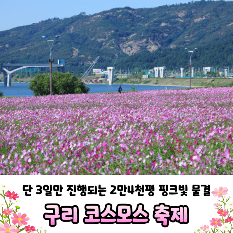 [2026 구리 코스모스 축제] 10월 9일 개막! 일정, 가수 라인업, 주차장 & 셔틀버스 팁 총정리